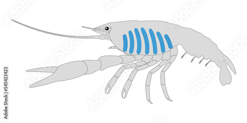Crayfish Respiratory System.