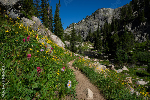Wildflowers on the Beaten Path in Montana photo