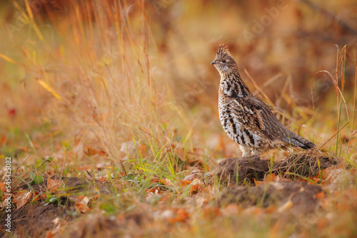 A ruffed grouse in the grass in the fall time