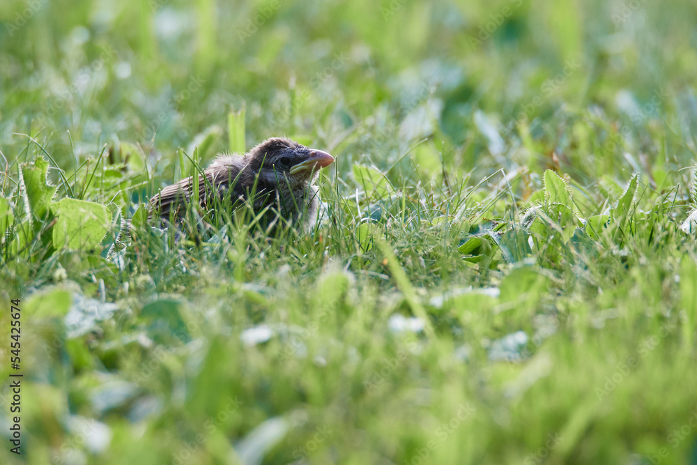 Junger Haussperling auf einer Wiese Junger Haussperling auf einer Wiese