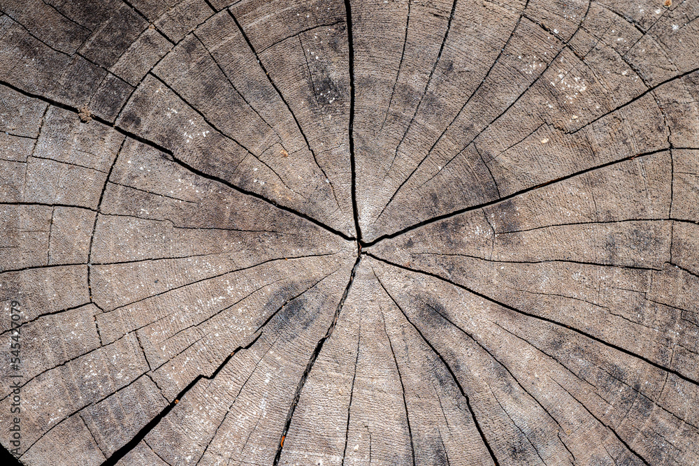 Fototapeta premium Top view texture of Cracked wooden for background