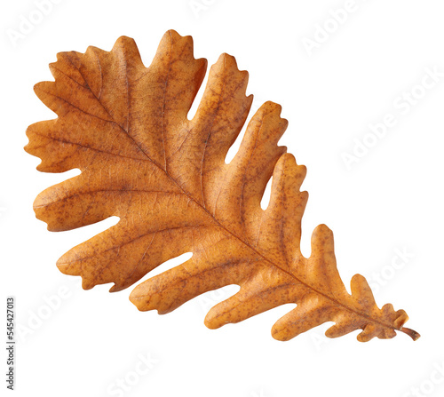 Yellow autumn leaf oak isolated on transparent background.