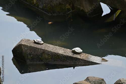 ペットとして飼われていた亀が川に逃がされ野生化した photo