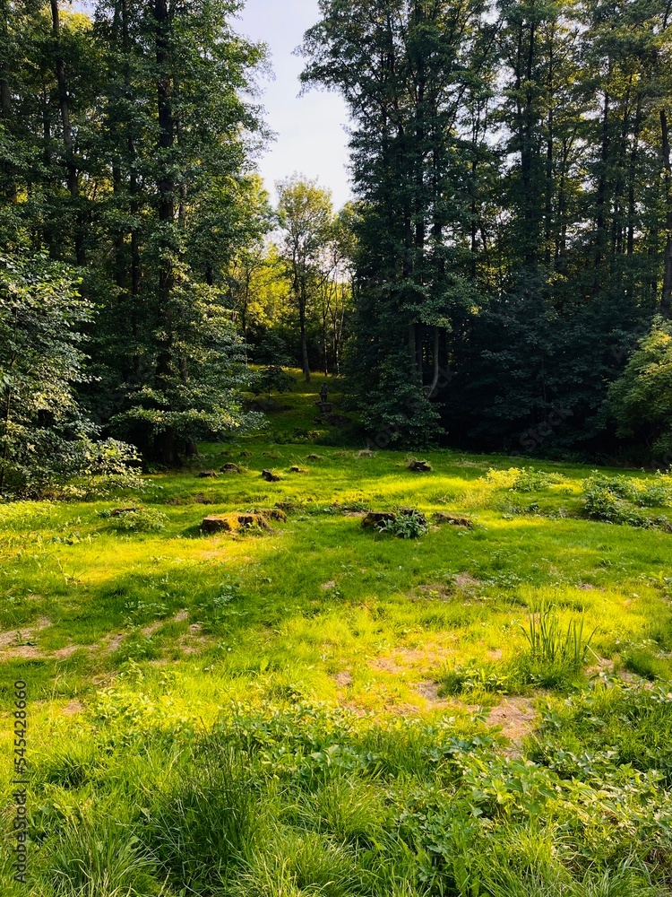 Fototapeta premium spring in the woods