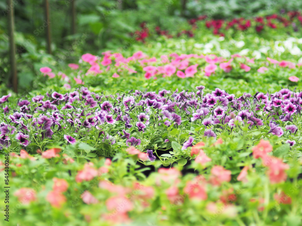 flower blooming in garden and flied in season of love