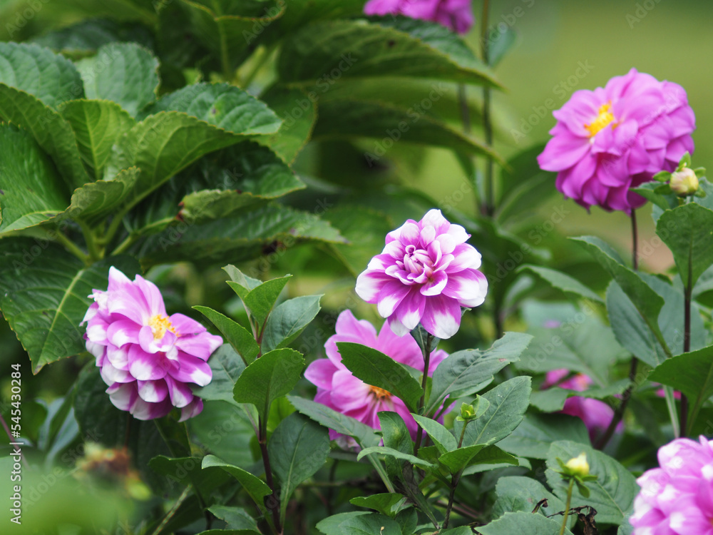 Obraz premium flower blooming in garden and flied in season of love