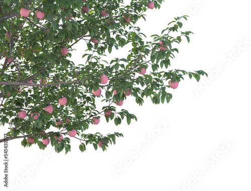 Apple tree and apple branch isolated photo