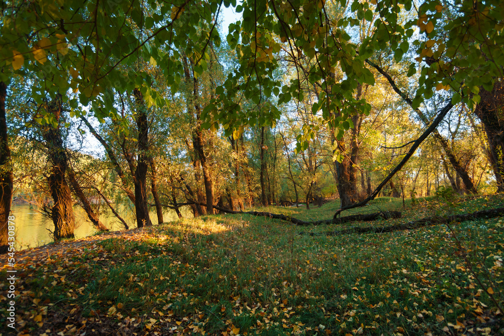 beautiful autumn landscape, sunset in the forest, bright sunlight and long shadows, yellow leaves and trees beautiful autumn landscape, sunset in the forest, bright sunlight and long shadows, yellow leaves and trees
