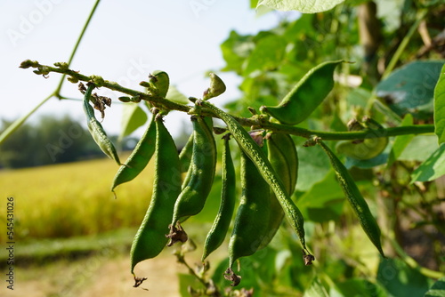 Close up of organic Asparagus bean pod plant, Concept of agriculture at home, organic farm, healthy vegetable food.