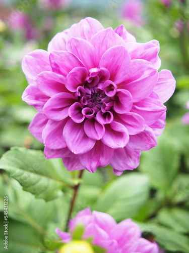 flower blooming in garden and flied in season of love