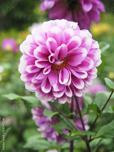 flower blooming in garden and flied in season of love