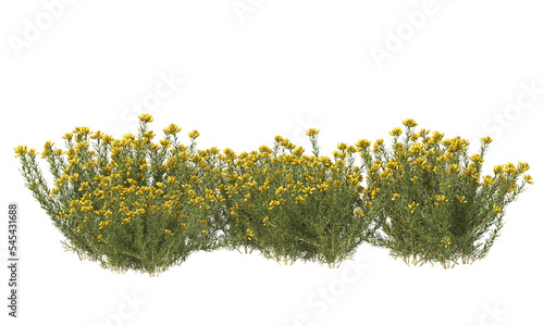 Bunch of tiny yellow flowers in clusters	
