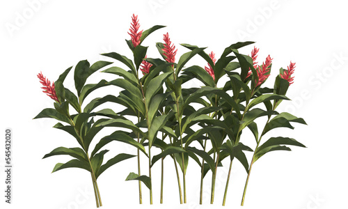 Tableau sur toile Red ginger plant