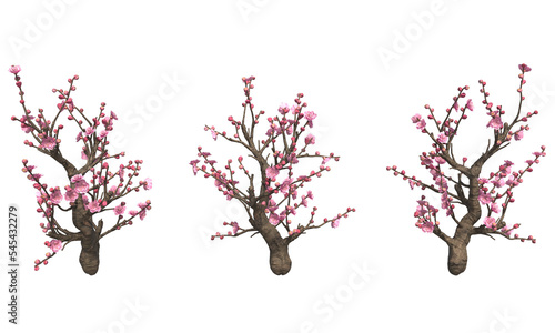 Cherry blossom trees isolated photo