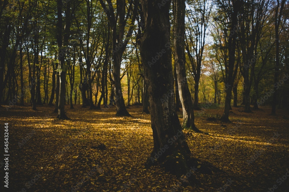 Naklejka premium Beautiful shot of sun rays shining through trees onto a forest floor with fallen leaves