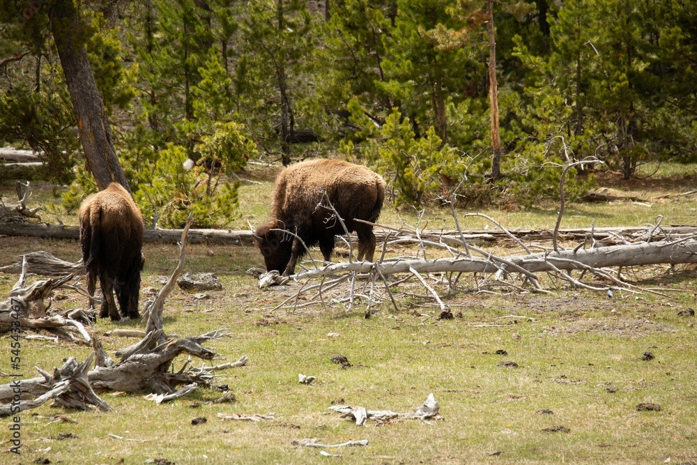 Fototapeta premium View of Plains bison animals grazing in the greenery on a sunny day