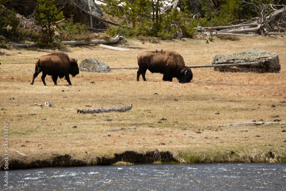 View of Plains bison animals grazing in the greenery by a river View of Plains bison animals grazing in the greenery by a river
