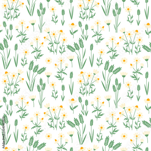 Daisy seamless pattern. Vector chamomile design. Nature summer print. Simple graphic ornament.