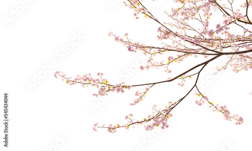 Sakura branches clipping path cherry blossom branches isolated