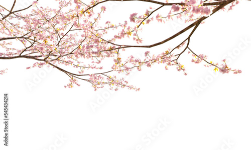 Foto Sakura branches clipping path cherry blossom branches isolated