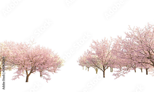 Sakura branches and trees clipping path cherry blossom branches isolated