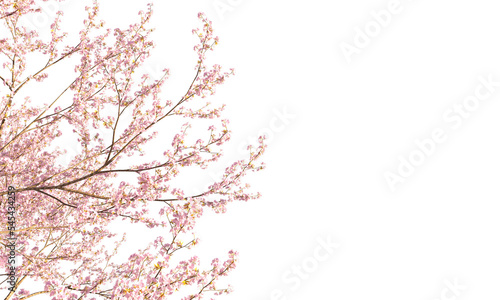 Sakura branches clipping path cherry blossom branches isolated