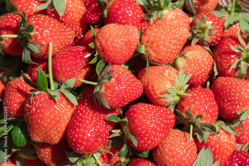 Close-up freshly-picked ripe strawberries from the farm. Close-up freshly-picked ripe strawberries from the farm.