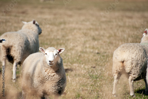 Sheep farm in new zealand