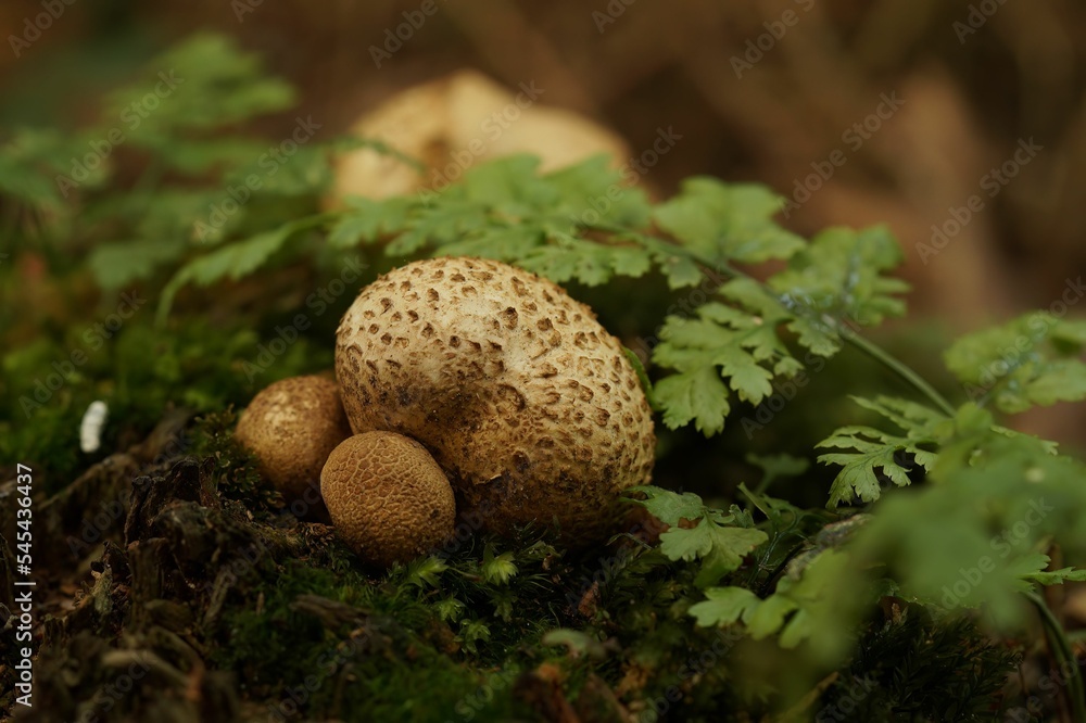 Selective focus shot of Scleroderma citrinum fungus by green plants in the woods Selective focus shot of Scleroderma citrinum fungus by green plants in the woods