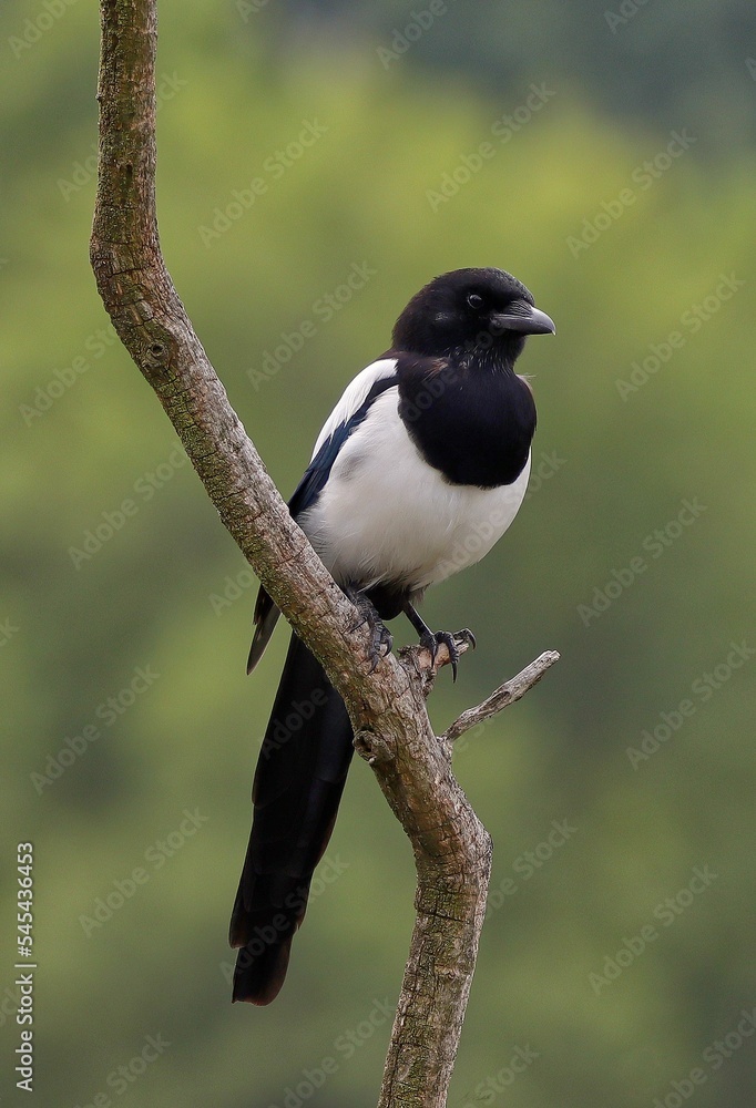 White and black bird perching on a tree branch White and black bird perching on a tree branch