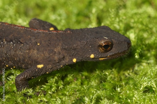 Closeup of black Chinese warty newt in the aquarium with green plants photo