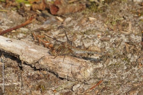 Shallow focus shot of Common darter dragonfly on wooden log