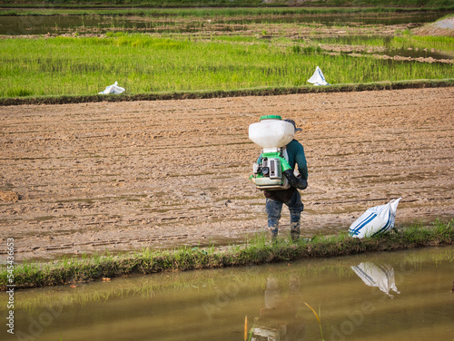 A man is using power sprayer to spray rice seeds for rice seedling