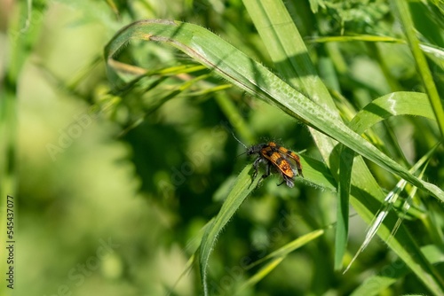 Closeup shot of Trichodes alvearius checkered beetle perched on a grass leaf in the daylight photo