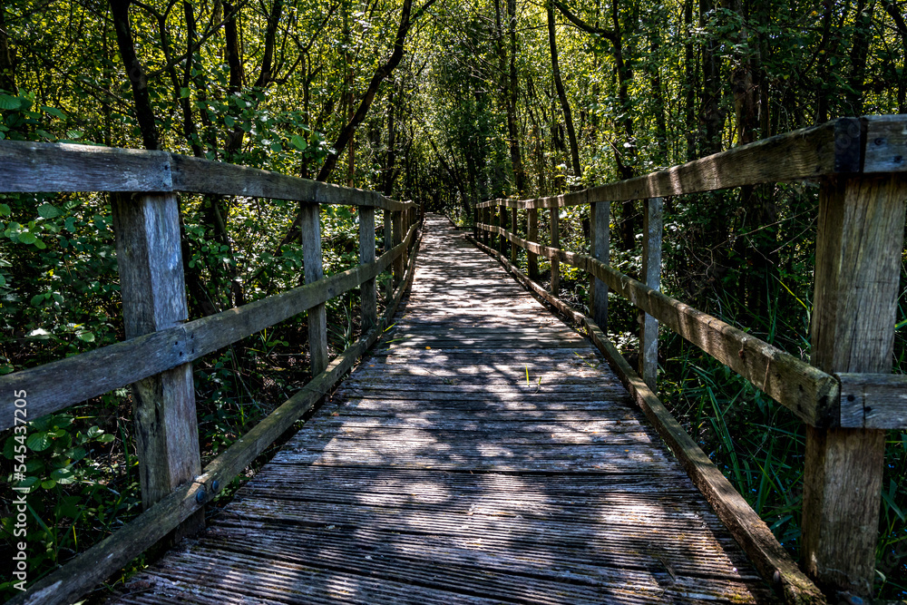 Ponton en bois dans la fprêt Ponton en bois dans la fprêt