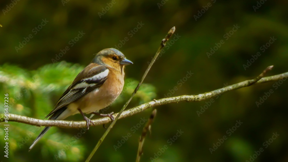 Closeup of chaffinch perching on tree branch Closeup of chaffinch perching on tree branch