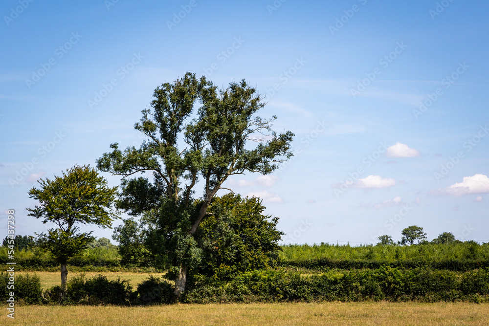 Fototapeta premium Arbre dans la campagne