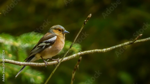 Closeup of chaffinch perching on tree branch