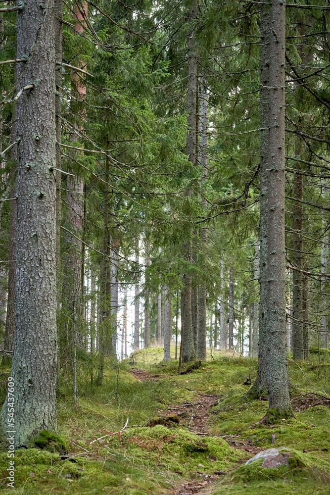 Vertical of a forest trail surrounded by dense forest trees with tall trunks Vertical of a forest trail surrounded by dense forest trees with tall trunks