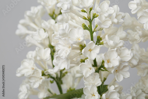 Bunch of lilac white color isolated on gray background.