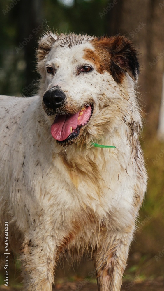 Fototapeta premium Vertical shot of an Australian Shepherd