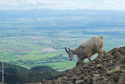 Mountain goat walking down a scree field photo