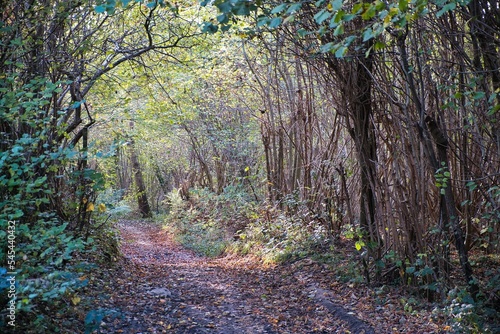 Low-angle view of a beautiful forest in Lasne, Belgium photo