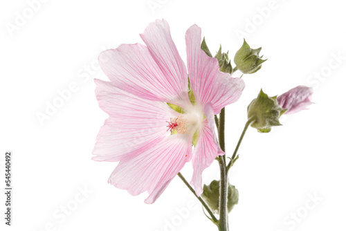 Inflorescence of pink mallow flowers isolated on white background.