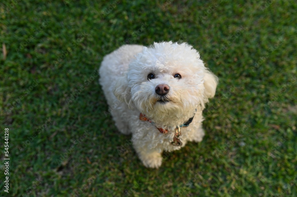 Close-up shot of a white Bichon Frise looking up