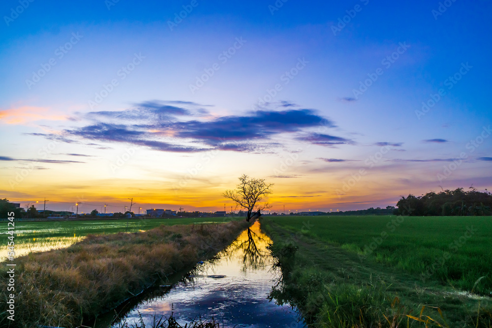 sunsets in a field with small canal and died tree