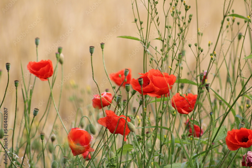 Obraz premium Coquelicots (poppy)