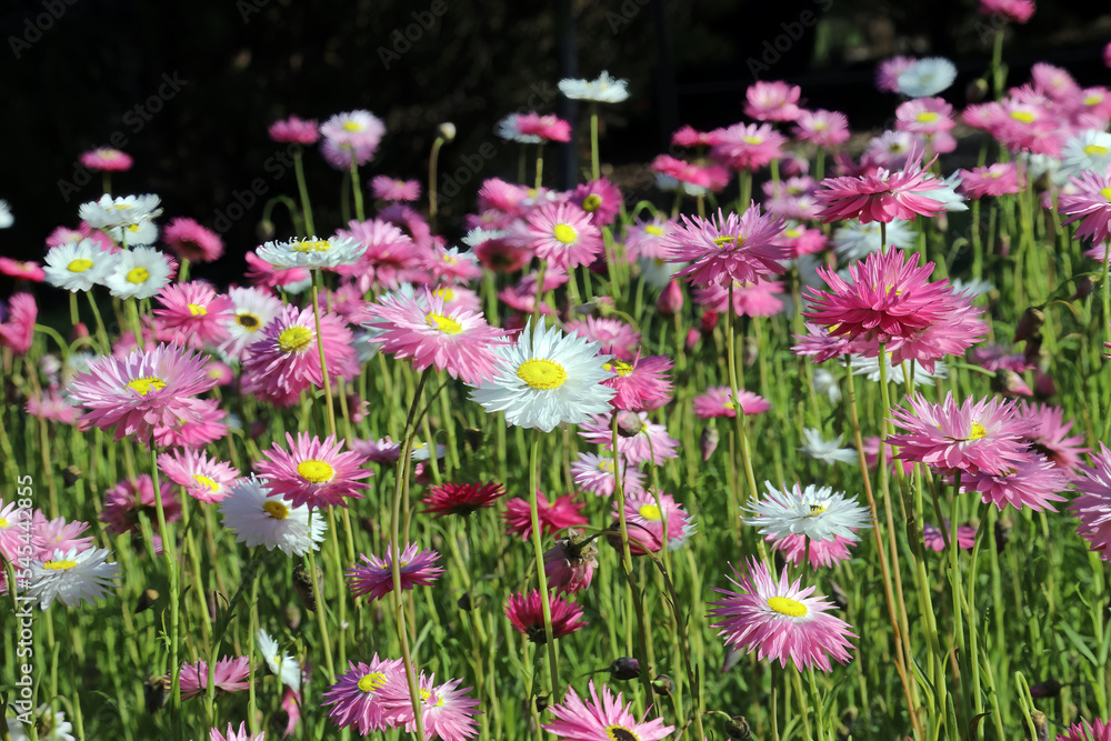 Obraz premium Side view of a sunlit bed of paper daisies, Sydney New South Wales Australia 