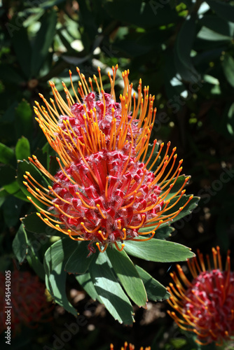 Two sunlit Ornamental Pincushion blooms, Sydney New South Wales Australia 