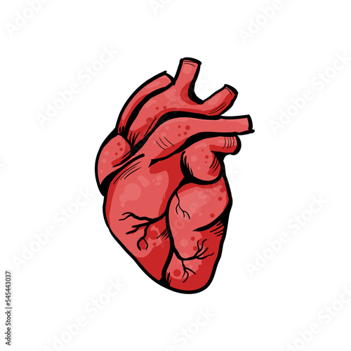 human heart vector illustration